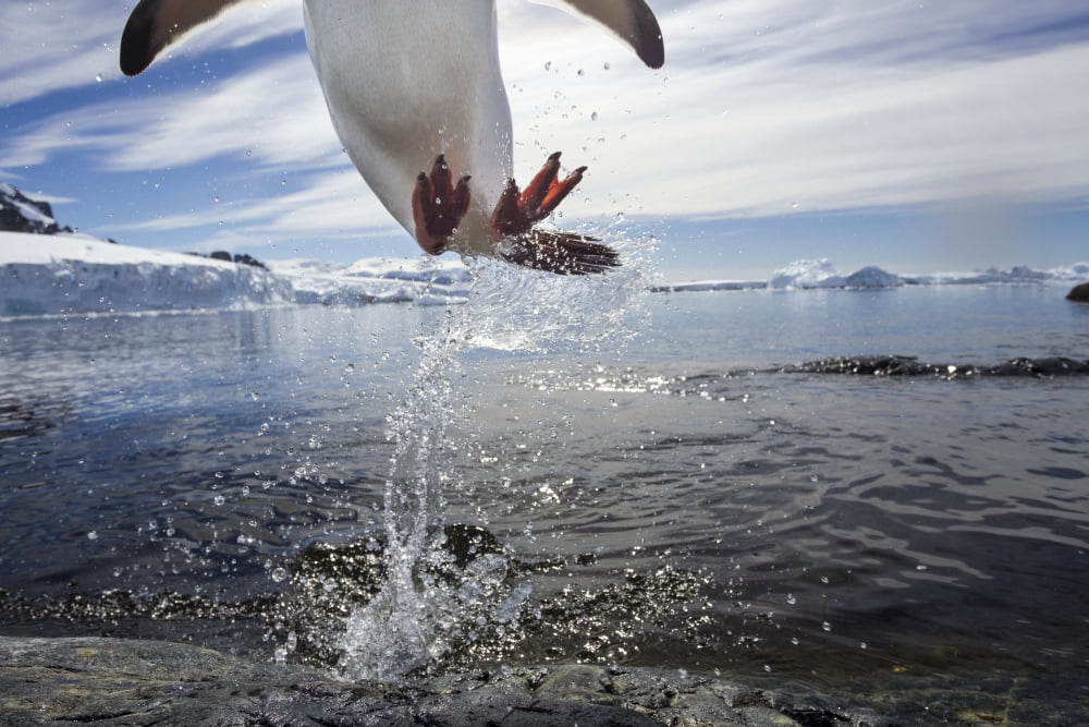 Posterazzi Antarctica Cuverville Island Gentoo Penguin(Pygoscelis papua) leaping from water to rocky shoreline Canvas Art - Paul Souders Design Pics (38 x 24)