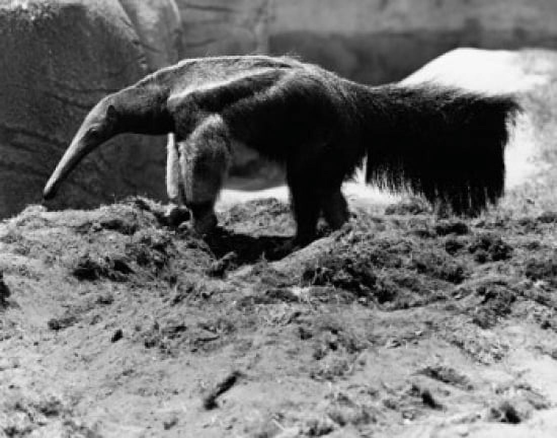 Posterazzi Anteater standing on dirt Canvas Art - (24 x 36)