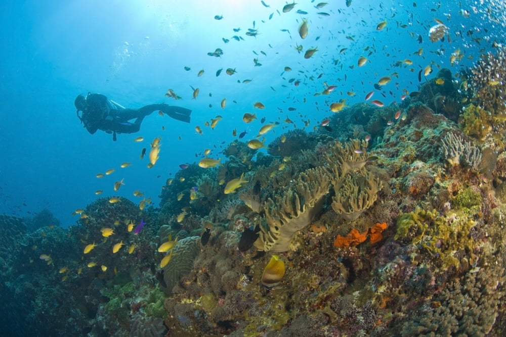 Posterazzi Apo Island Marine Park Negros Oriental Island Philippines Southeast Asia Scuba Diver Canvas Art - Stuart Westmorland Design Pics (36 x 24)
