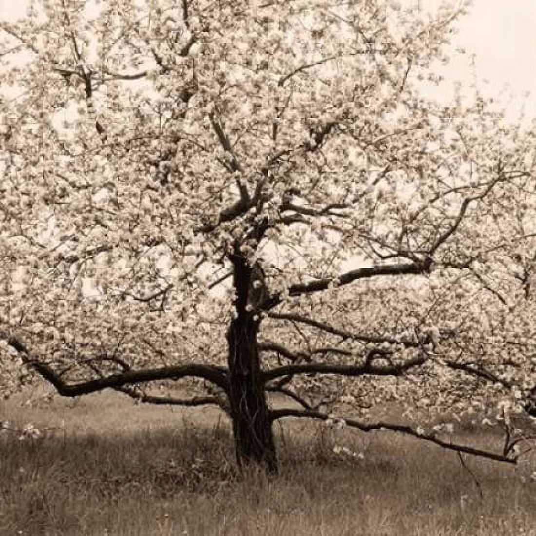 Posterazzi Apple Tree in Bloom Canvas Art - Christine Triebert (24 x 24)