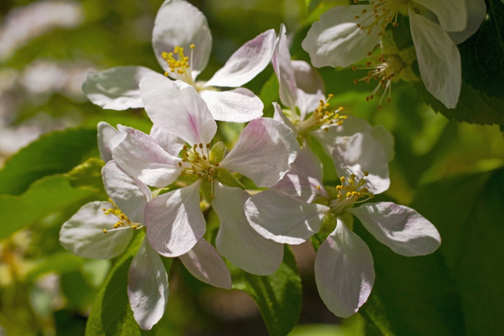 Posterazzi Apple blossoms Ottawa Ontario Canada Canvas Art - David Chapman Design Pics (38 x 24)