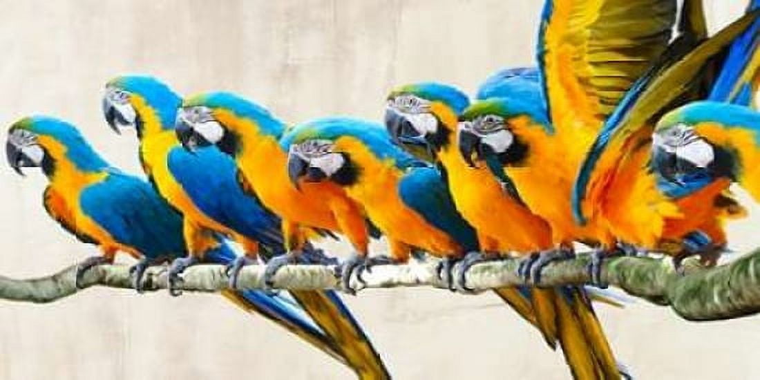 Posterazzi Ara Parade Canvas Art - Teo Rizzardi (10 x 20)