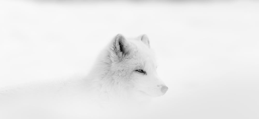 Posterazzi Arctic wolf (Canis lupus arctos) during a snow storm Montebello Quebec Canada Canvas Art - Dominic Marcoux  Design Pics (40 x 18)