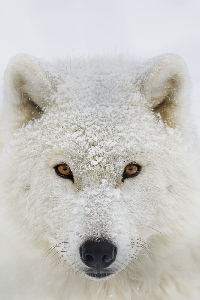 Posterazzi Arctic wolf (Canis lupus arctos) portrait Montebello Quebec Canada Canvas Art - Dominic Marcoux Design Pics (24 x 36)