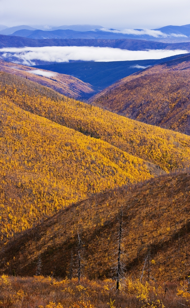 Posterazzi Artists Choice Fall Colours Along Top Of The World Highway Yukon Canvas Art - Yves Marcoux Design Pics (22 x 34)