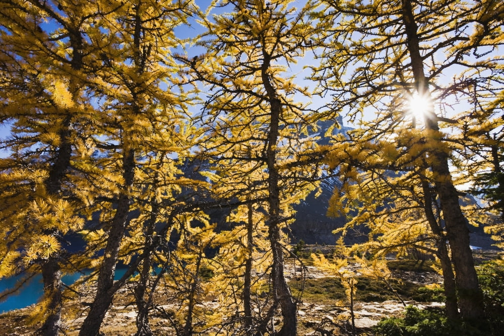 Posterazzi Artists Choice Sun Through Larch Trees Lake Mcarthur Yoho National Park British Columbia Canvas Art - Yves Marcoux Design Pics (34 x 22)