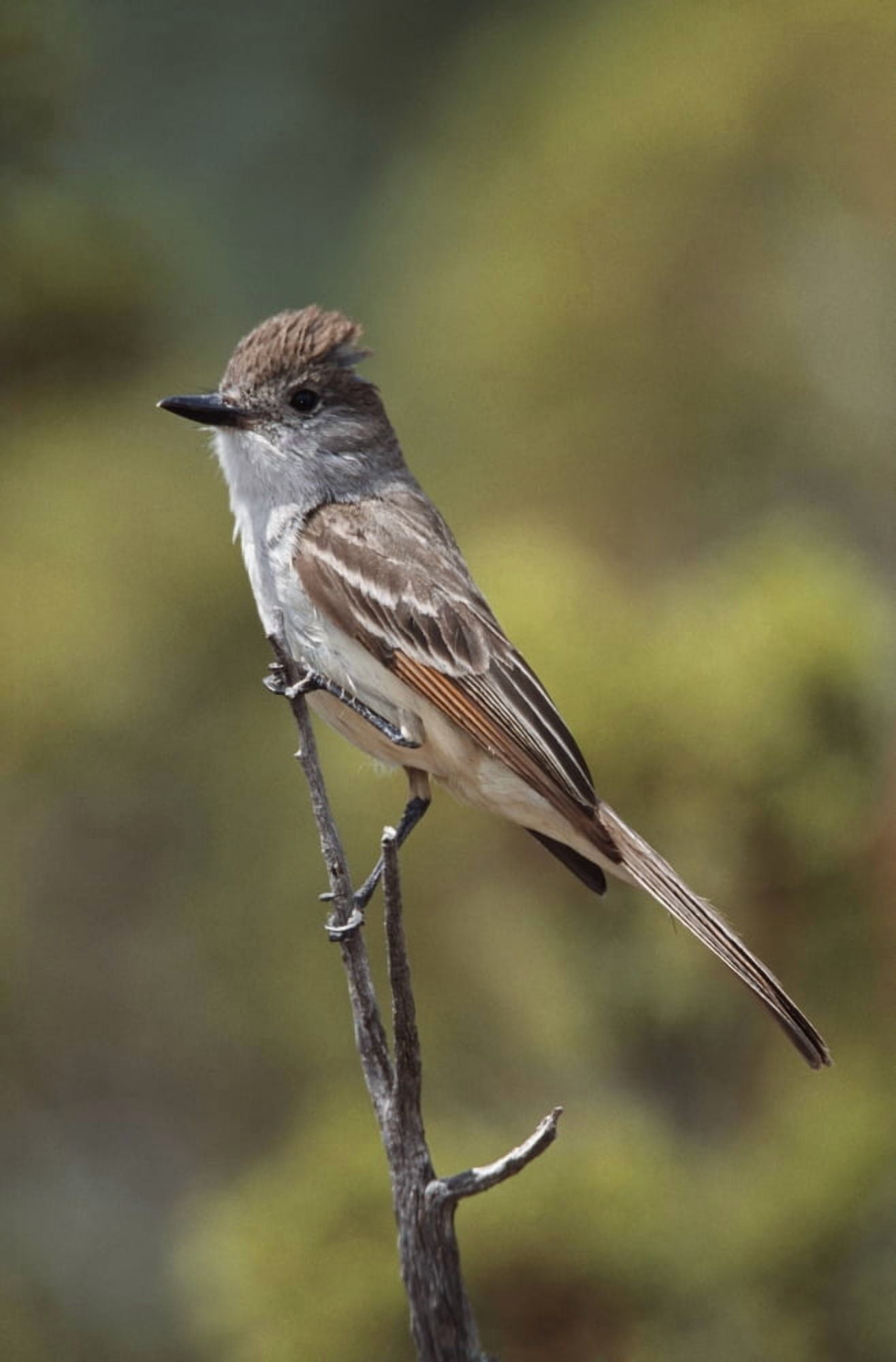 Posterazzi Ash-Throated Flycatcher Perched On Twig Canvas Art - David Ponton Design Pics (24 x 38)