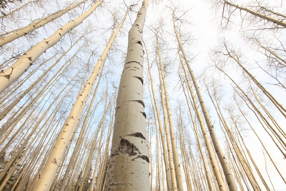 Posterazzi Aspen Grove Yukon Canvas Art - Robert Postma Design Pics (34 x 22)