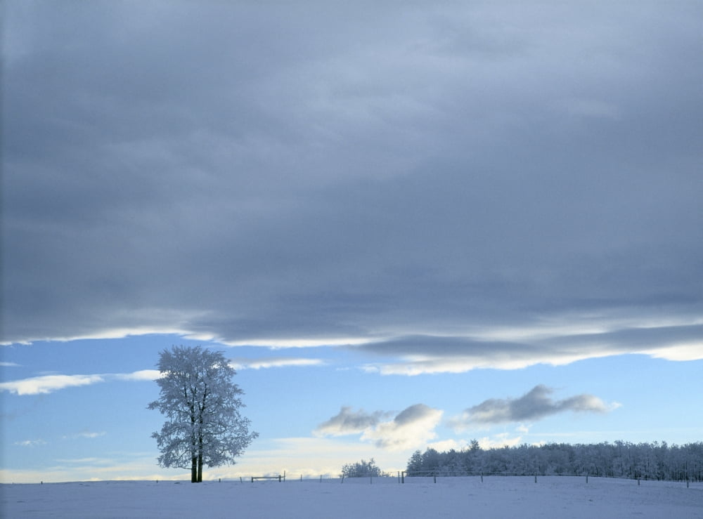 Posterazzi Aspen Tree And Winter Clouds Near Cochrane Alberta Canada Canvas Art - Darwin Wiggett Design Pics (32 x 24)
