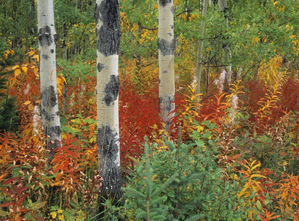 Posterazzi Aspen Trees And Fireweed Kananaskis Country Alberta Canvas Art - Darwin Wiggett Design Pics (32 x 24)