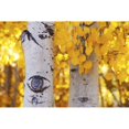 thumbnail image 1 of Posterazzi DPI12286487 Aspen Trees with Golden Yellow Leaves Lit with Bright Angled Sunlight & White Trunks Marked with Aspen Eyes - Californ Poster Print by Marion Owen, 19 x 12, 1 of 3