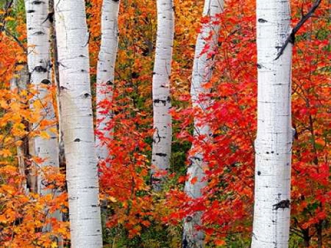 Posterazzi Aspens and Maples Canvas Art - Elizabeth Carmel (18 x 24)