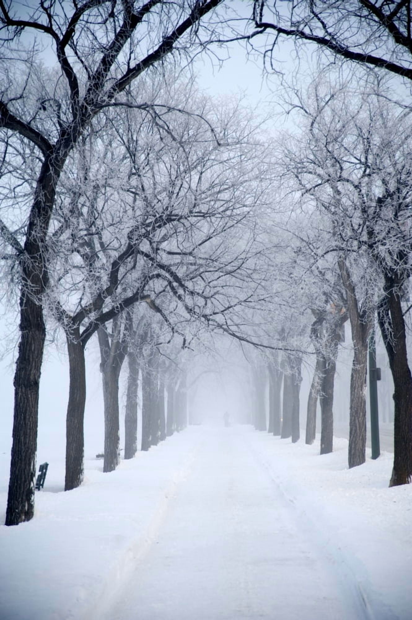 Posterazzi Assiniboine Park Winnipeg Manitoba Canada Grove Of Trees In Winter Fog Canvas Art - Keith Levit Design Pics (24 x 38)