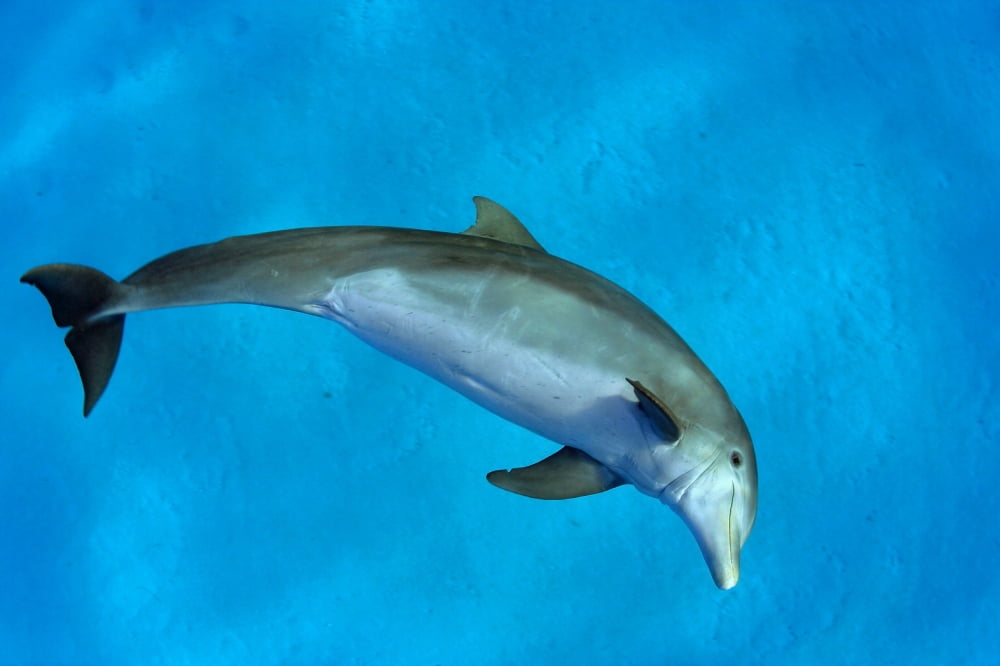 Posterazzi Atlantic Bottlenose Dolphin (Tursiops Truncatus) Canvas Art - Dave Fleetham Design Pics (36 x 24)