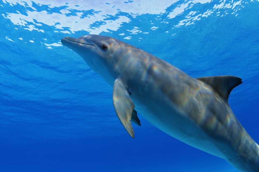 Posterazzi Atlantic Bottlenose Dolphin (Tursiops Truncatus) Canvas Art - Dave Fleetham Design Pics (36 x 24)
