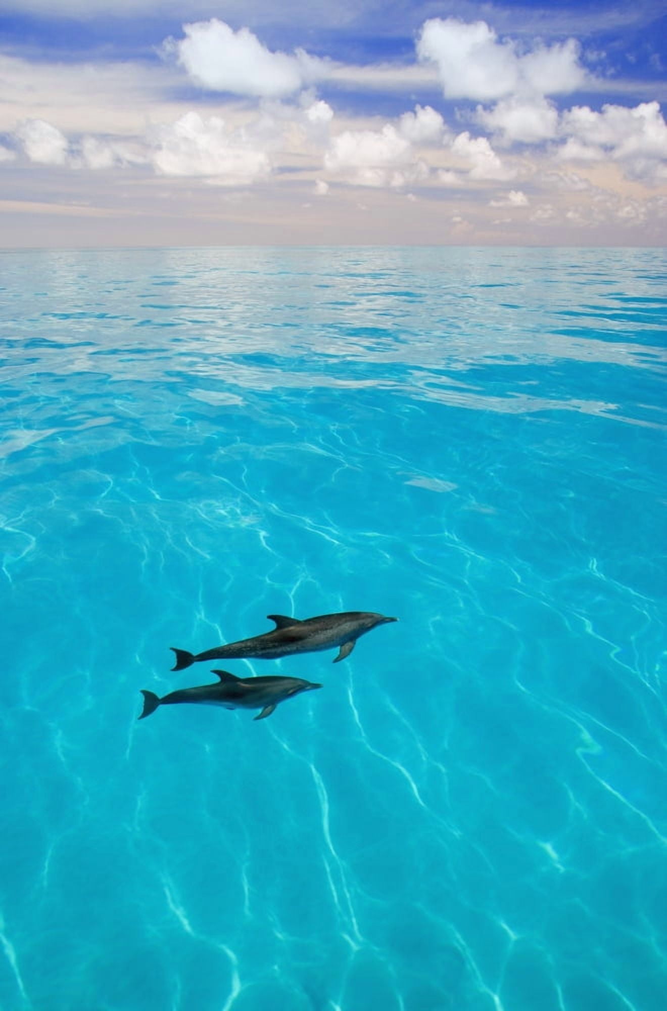 Posterazzi Atlantic Spotted Dolphins Canvas Art - Carson Ganci Design Pics (22 x 34)