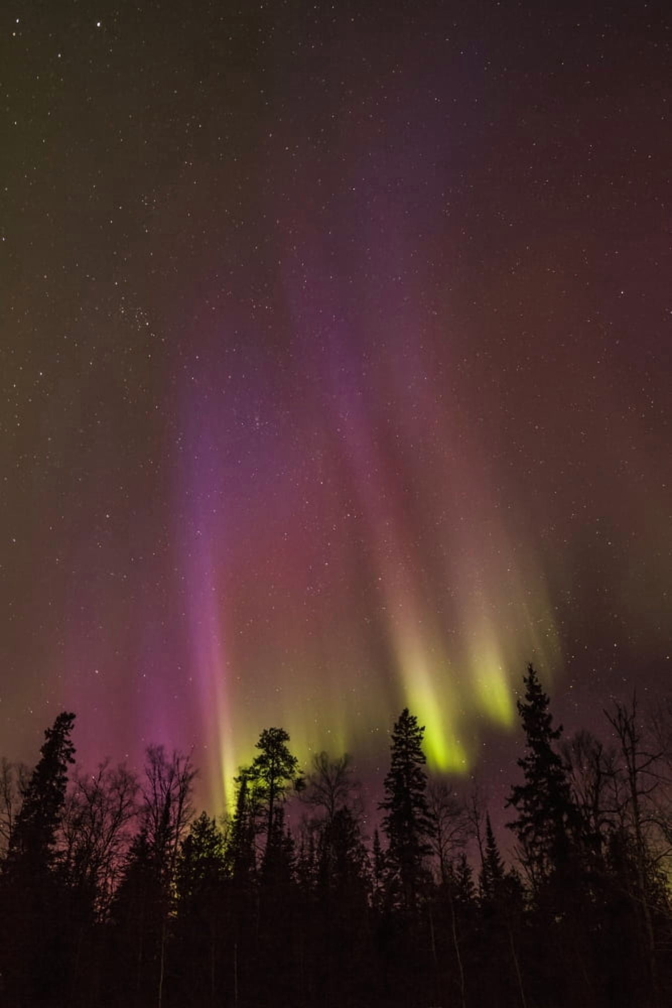 Posterazzi Aurora borealis over trees Thunder Bay Ontario Canada Canvas Art - Susan Dykstra Design Pics (24 x 36)