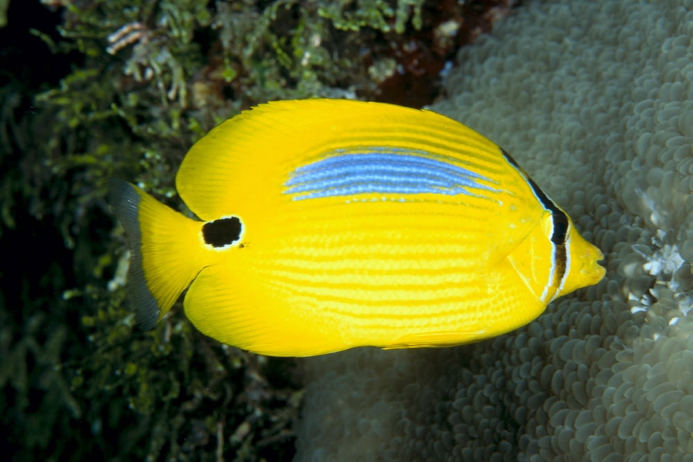Posterazzi Australia Bluespot Butterflyfish (Chaetodon Plebeius) B1926 Canvas Art - Dave Fleetham Design Pics (38 x 24)