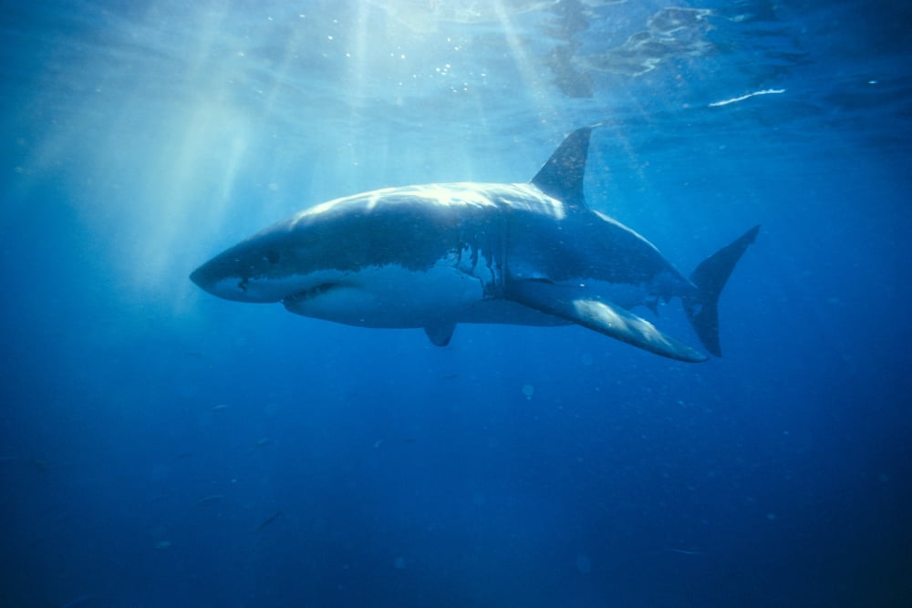 Posterazzi Australia Great White Shark White Pointer (Carcharodon Carcharias) Sun Rays C2063 Canvas Art - Dave Fleetham Design Pics (38 x 24)