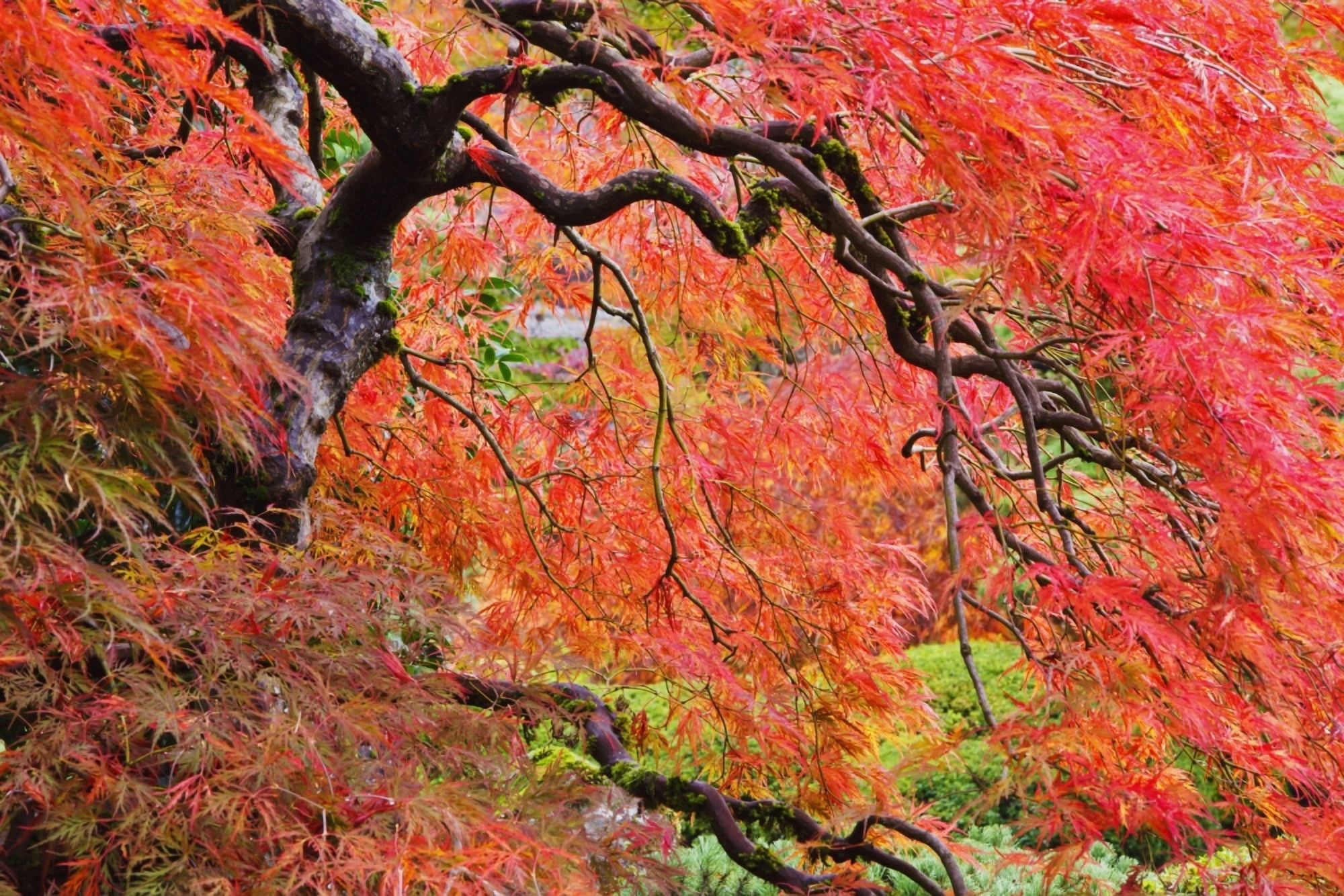 Posterazzi Autumn Colours At The Japanese Gardens Portland Oregon United States of America Canvas Art - Craig Tuttle Design Pics (38 x 24)