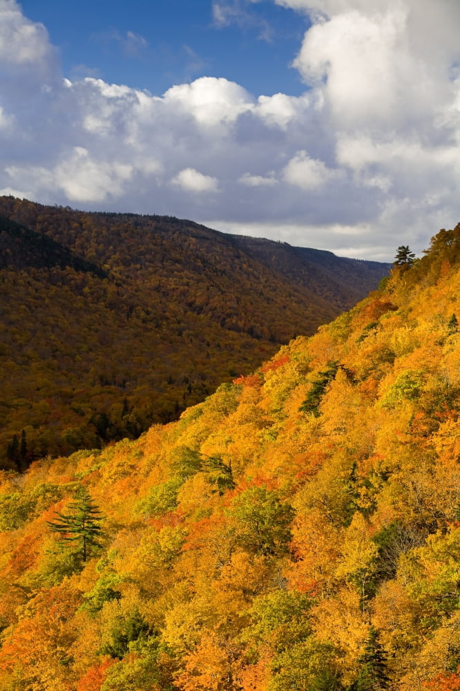 Posterazzi Autumn Colours Cape Breton Highlands National Park Nova Scotia Canvas Art - John Sylvester Design Pics (22 x 34)