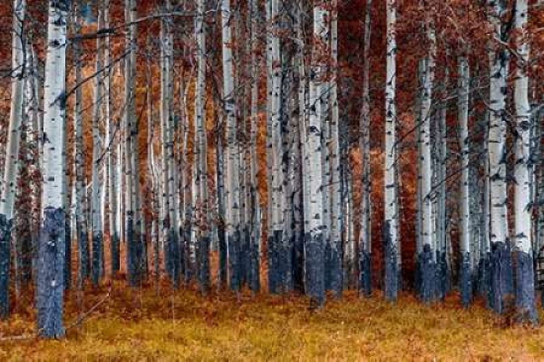 Posterazzi Autumn Forest Canvas Art - Vladimir Kostka (24 x 36)