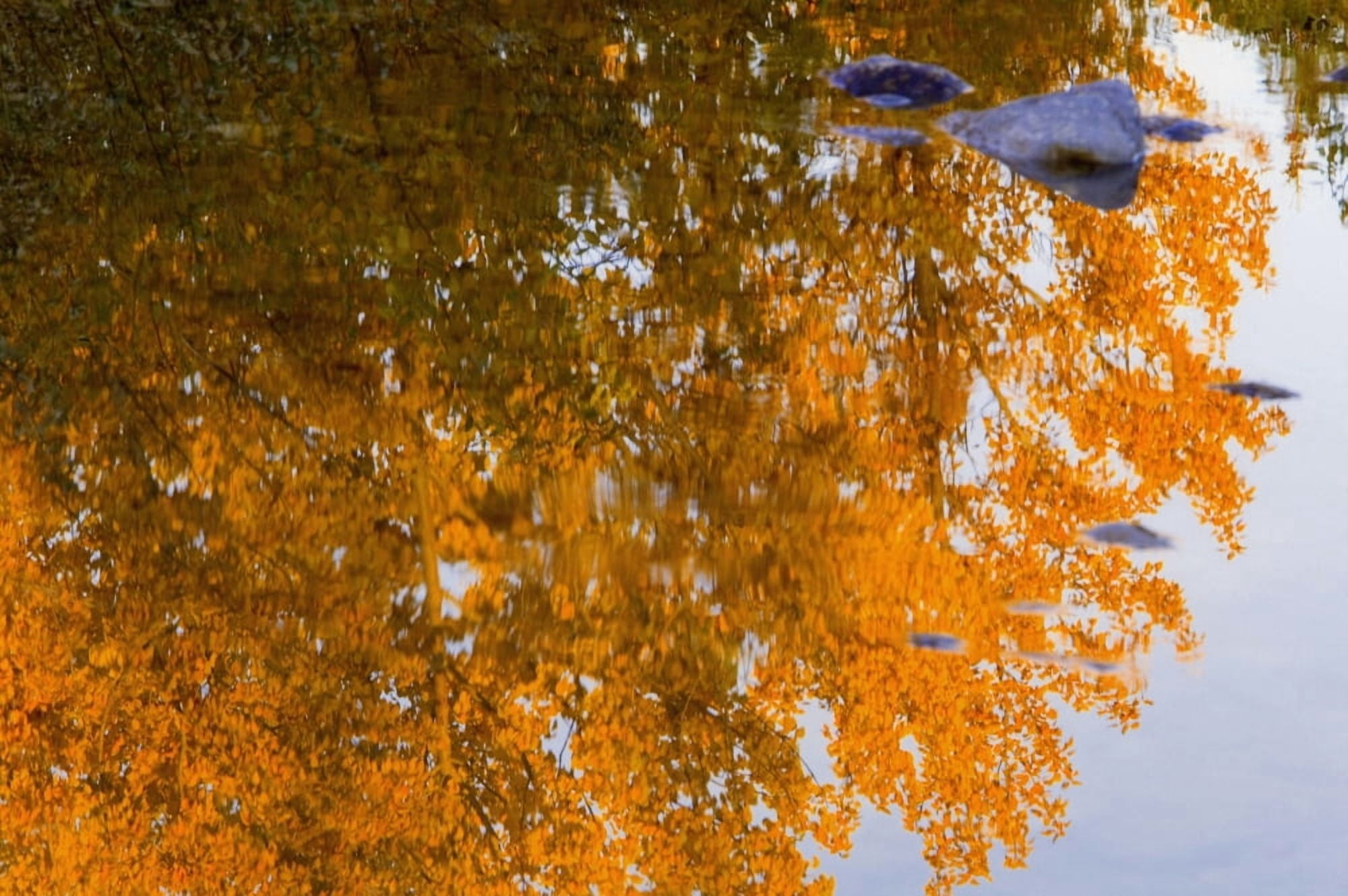 Posterazzi Autumn Reflections Canvas Art - Carson Ganci Design Pics (34 x 22)
