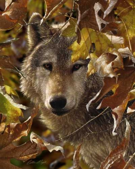 Posterazzi Autumn Shadows Canvas Art - Colin Bogle (24 x 30)