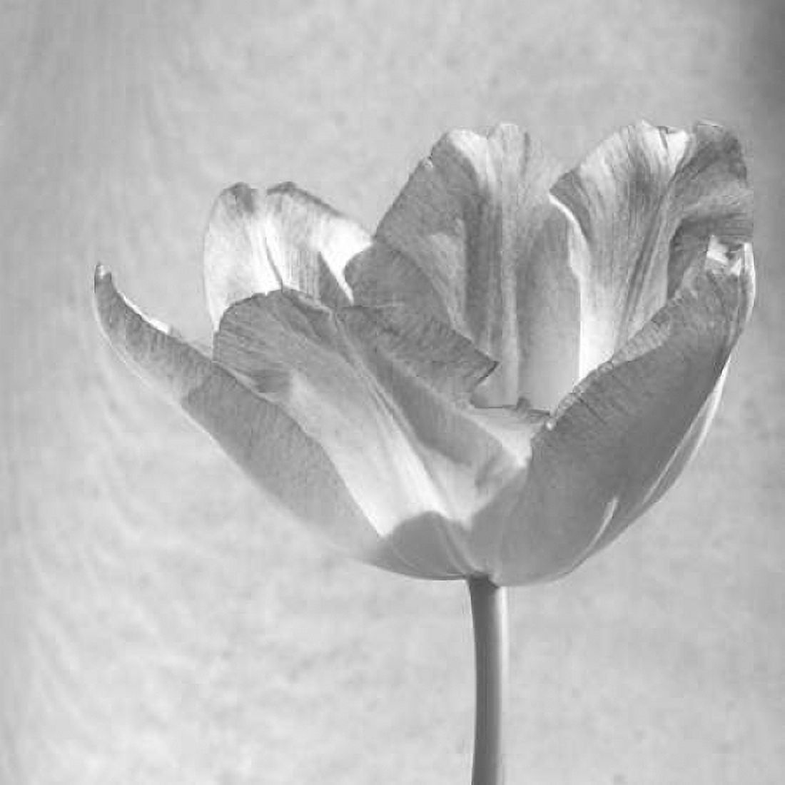 Posterazzi B-W Tulip Canvas Art - Gail Peck (24 x 24)