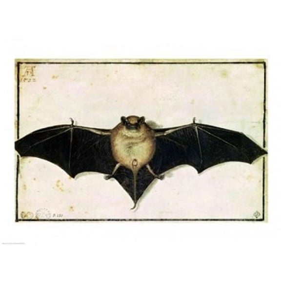 Posterazzi BALXIR181244LARGE Bat 1522 Poster Print by Albrecht Durer - 36 x 24 in. - Large