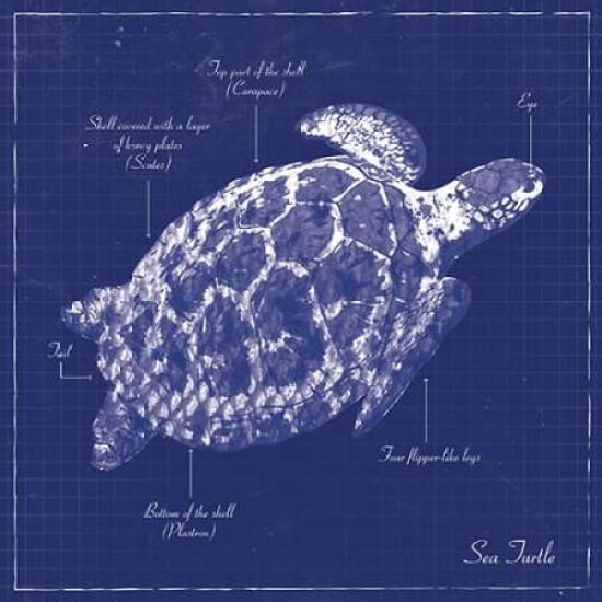 Posterazzi BLUEPRINT SEA TURTLE Canvas Art - Piper Ballantyne (24 x 24)