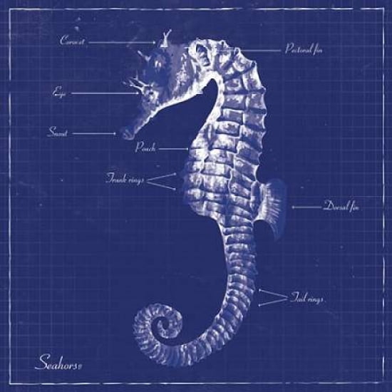 Posterazzi BLUEPRINT SEAHORSE Canvas Art - Piper Ballantyne (24 x 24)
