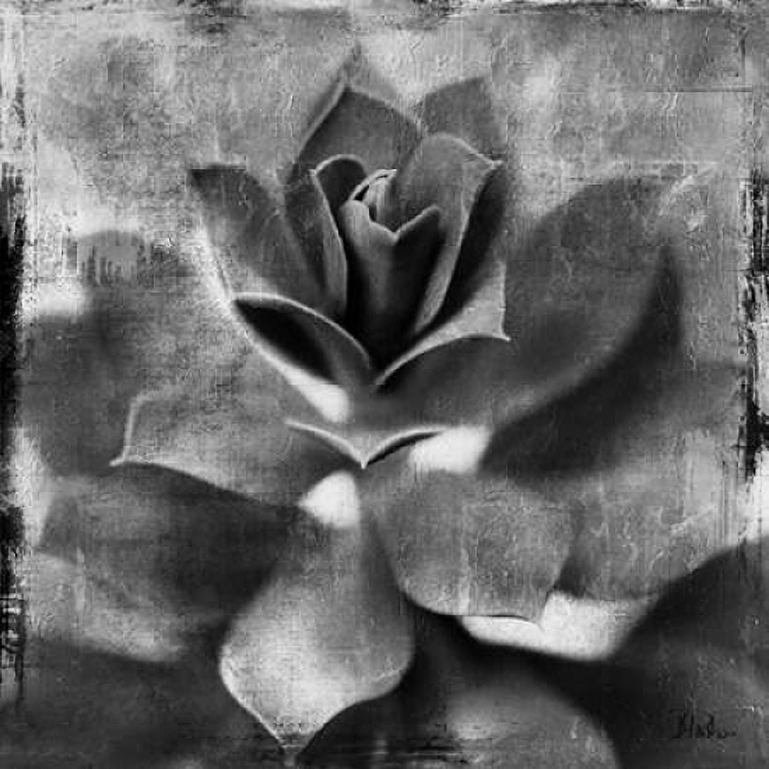Posterazzi BW Succulent Border I Canvas Art - Patricia Pinto (24 x 24)