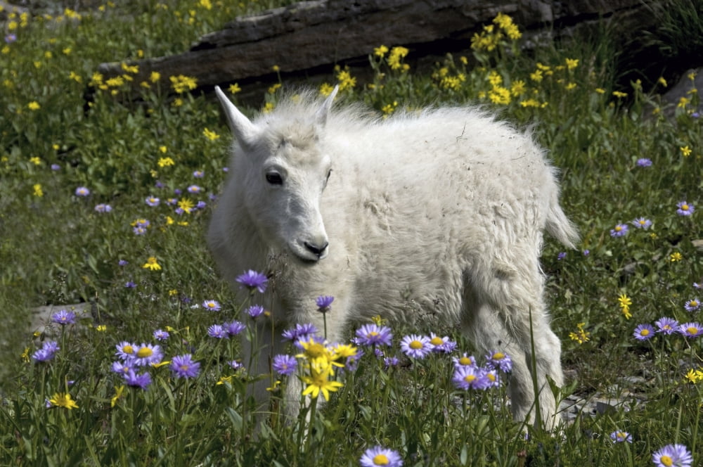 Posterazzi Baby Mountain Goat Standing A A Field Of Wildflowers Glacier National Park Montana Summer Canvas Art - Mark Newman Design Pics (34 x 22)