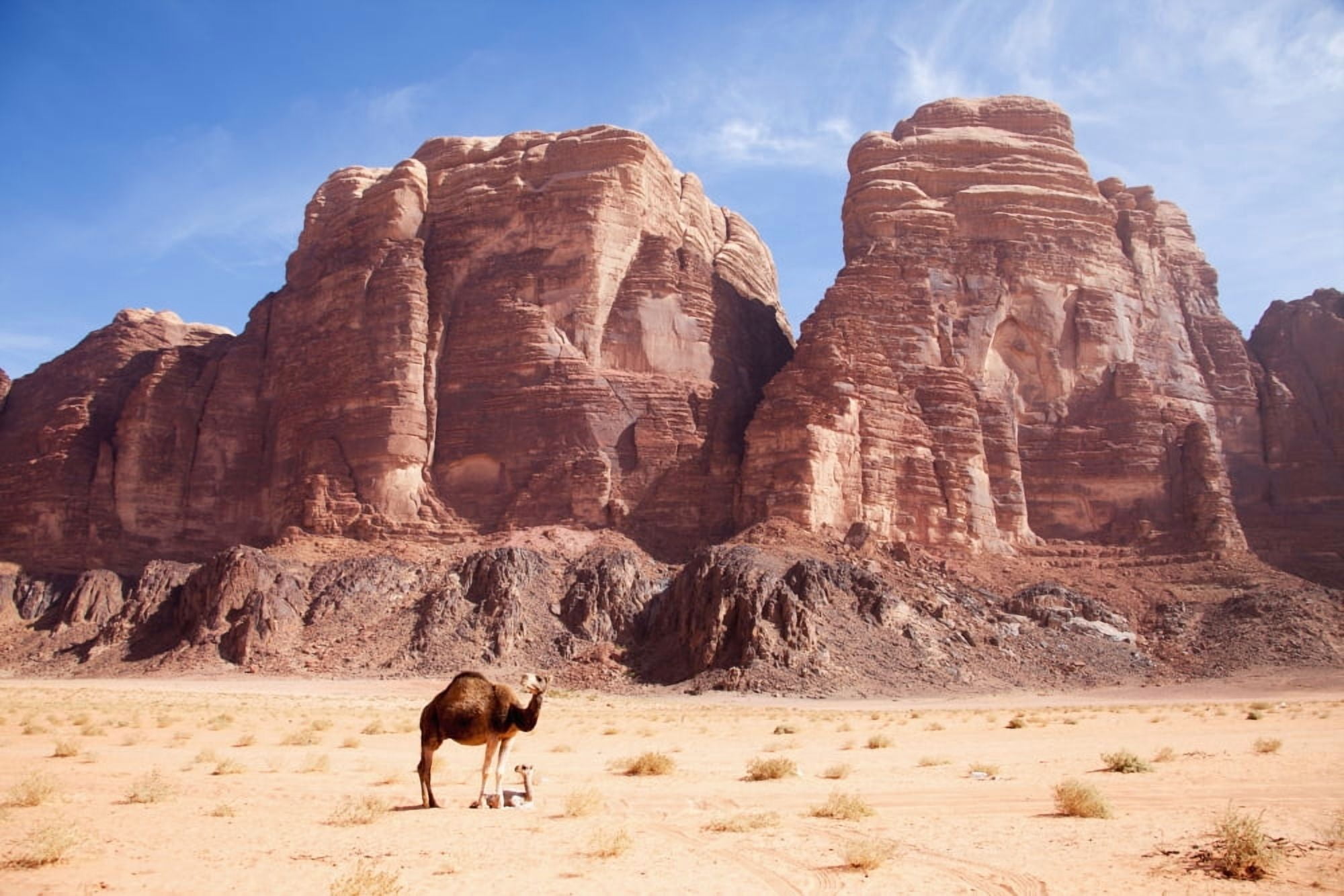 Posterazzi Baby camel and mother Wadi Rum Jordan Canvas Art - Chris Bradley  Design Pics (38 x 24)