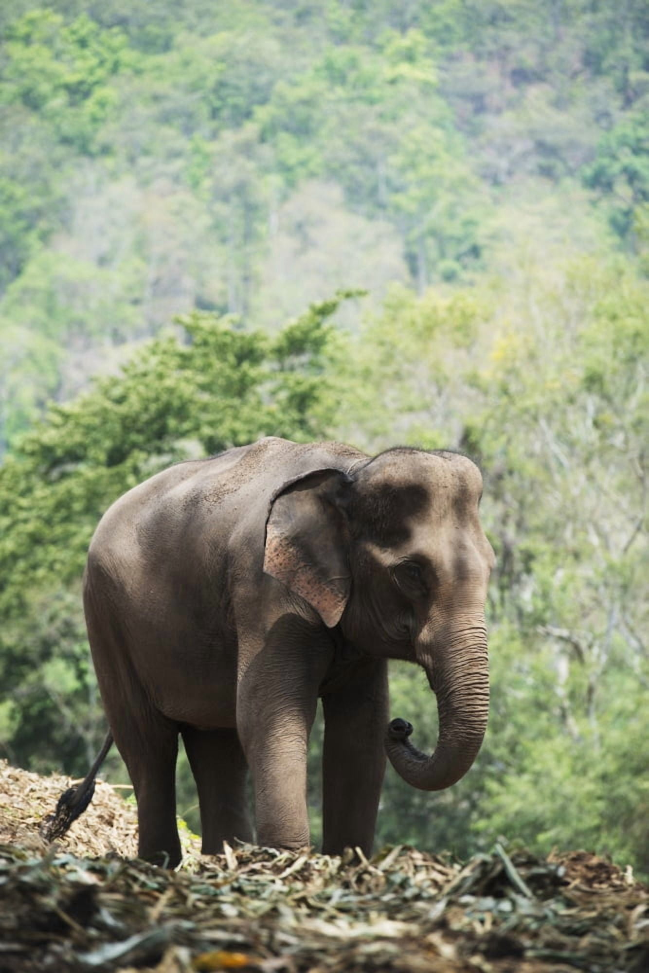 Posterazzi Baby elephant Chiang Mai Thailand Canvas Art - Stuart Corlett Design Pics (24 x 38)