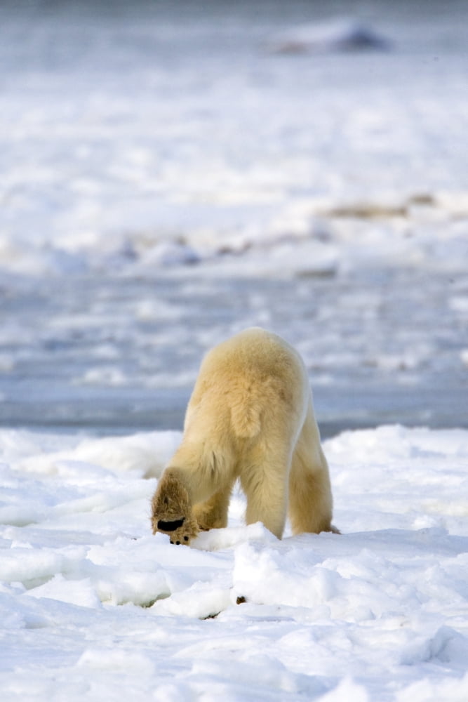 Posterazzi Back Of A Polar Bear Canvas Art - Richard Wear Design Pics (22 x 34)