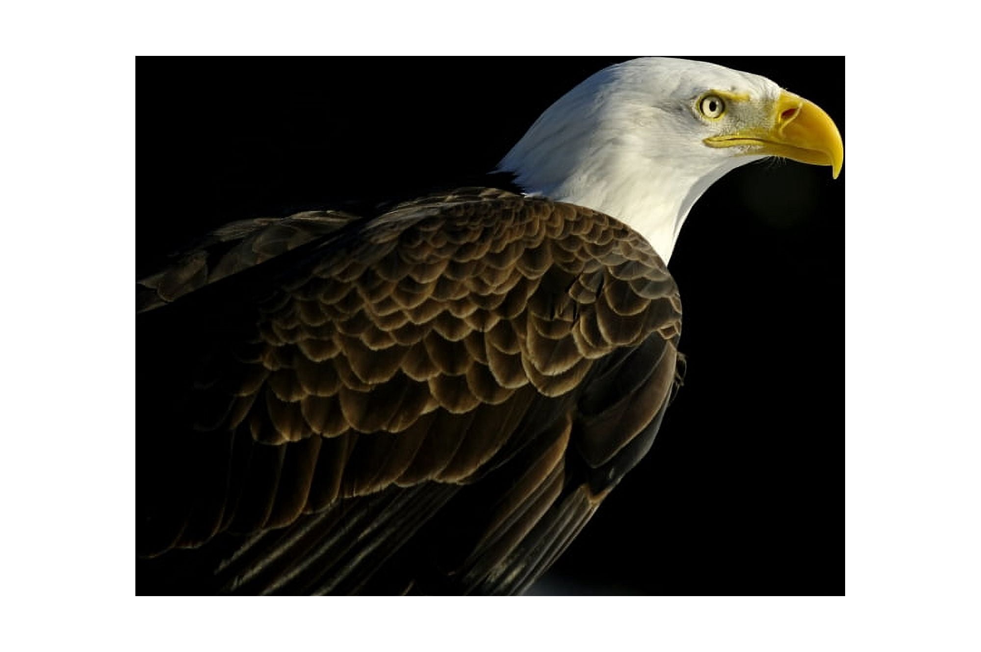 Posterazzi Bald Eagle (Haliaeetus Leucocephalus) In Ecomuseum Zoo Ste-Anne-De-Bellevue Quebec Canada Canvas Art - Steeve Marcoux Design Pics (36 x 24)