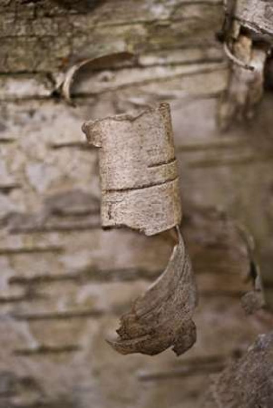 Posterazzi Bark Peel I Canvas Art - JoAnn Arduini (24 x 36)