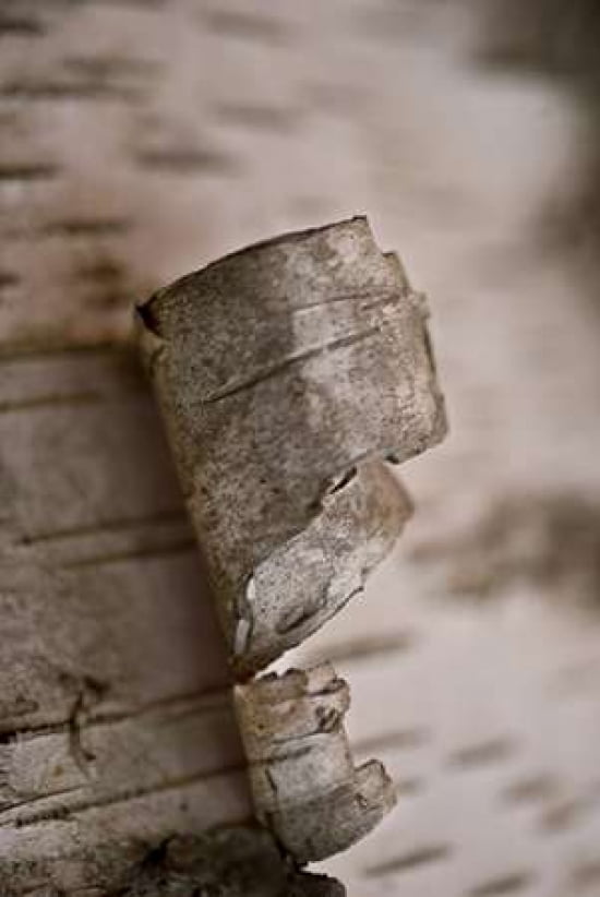 Posterazzi Bark Peel II Canvas Art - JoAnn Arduini (24 x 36)