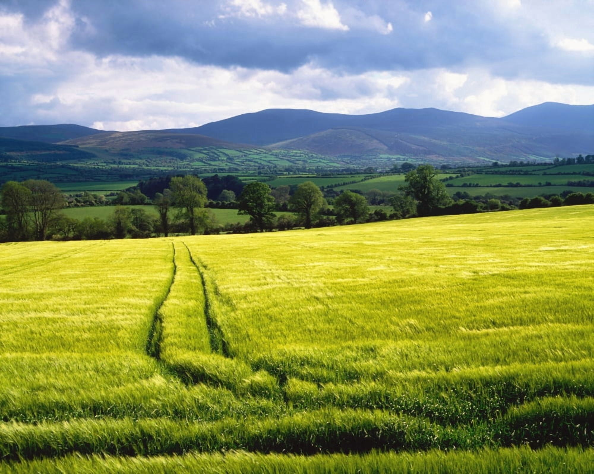 Posterazzi Barley Canvas Art - The Irish Image Collection  Design Pics (34 x 26)