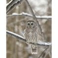 thumbnail image 1 of Posterazzi DPI12305419 Barred Owl Strix Varia - Boucherville Quebec Canada Poster Print by Dominic Marcoux, 13 x 17, 1 of 3