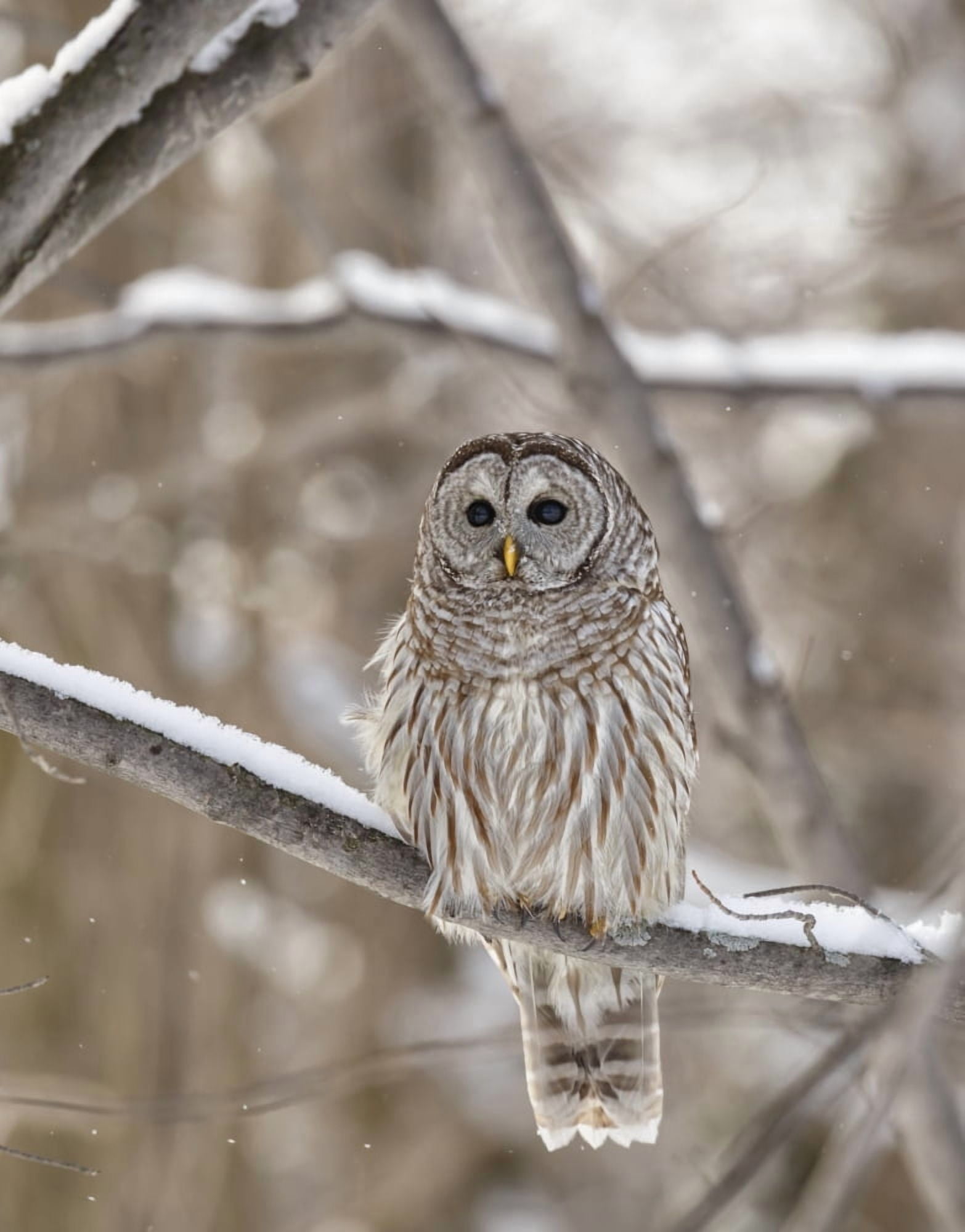 Posterazzi Barred owl (Strix varia) Boucherville Quebec Canada Canvas Art - Dominic Marcoux Design Pics (26 x 34)