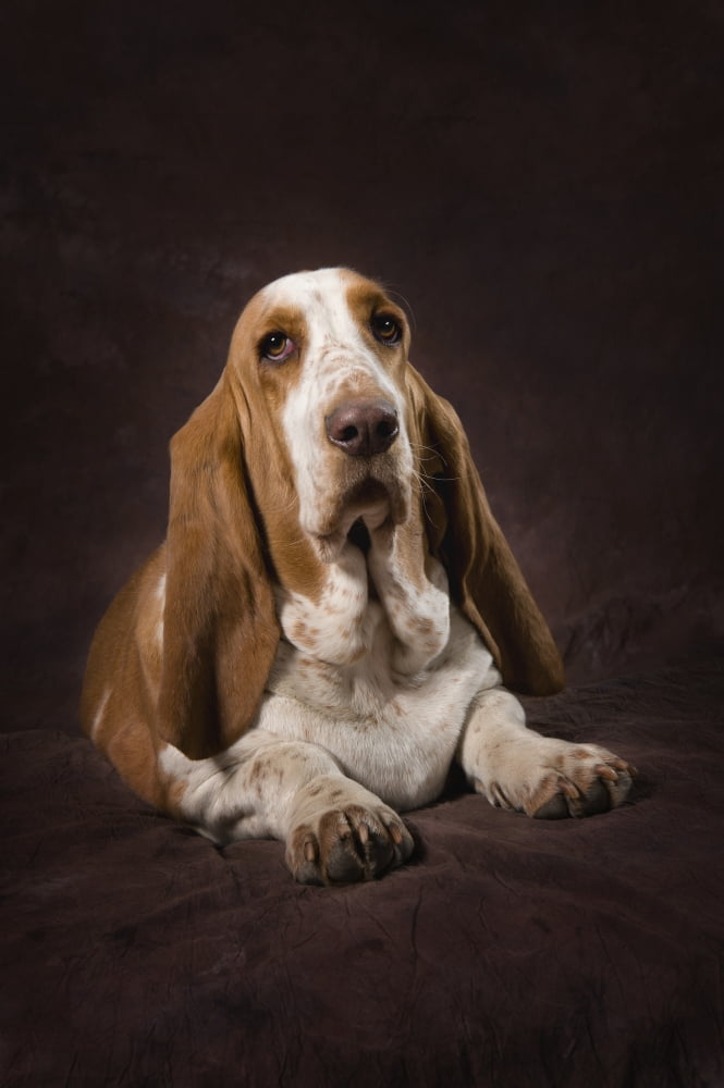Posterazzi Basset Hound On A Brown Muslin Backdrop Canvas Art - Corey Hochachka Design Pics (24 x 38)