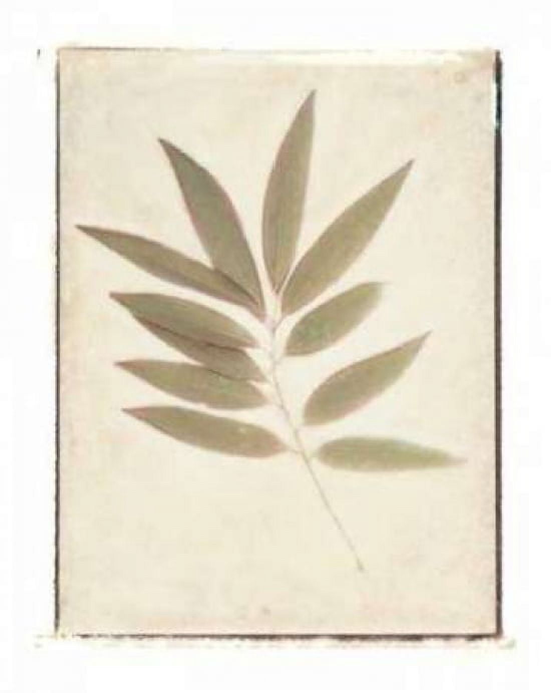 Posterazzi Bay Leaves Canvas Art - Amy Melious (18 x 24)