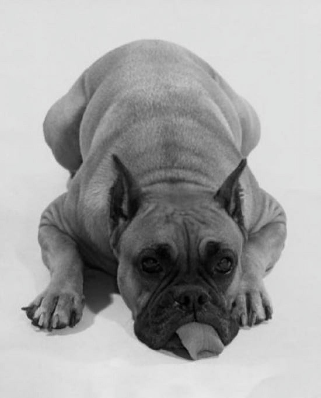Posterazzi Bboxer sticking its tongue out Canvas Art - (24 x 36)
