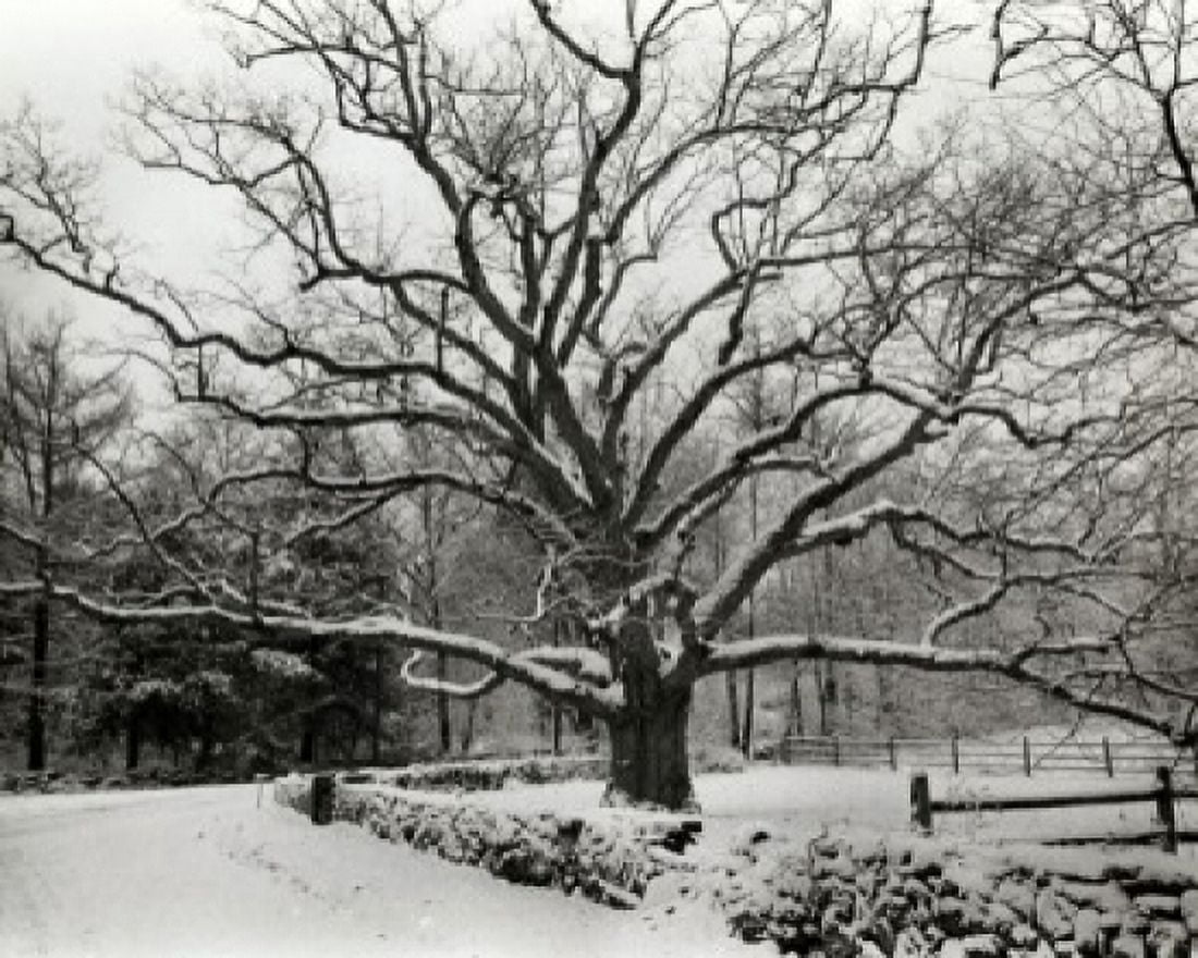 Posterazzi Bedford Oak Bedford New York USA Canvas Art - (24 x 36)