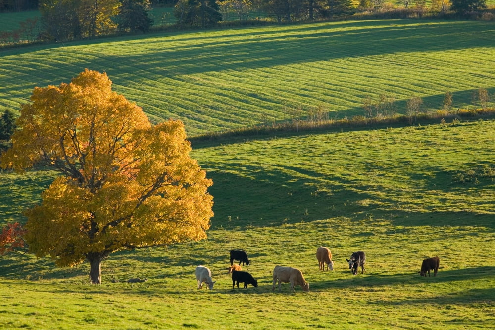 Posterazzi Beef Cattle Grazing In Autumn North Wiltshire Prince Edward Island Canvas Art - John Sylvester Design Pics (34 x 22)