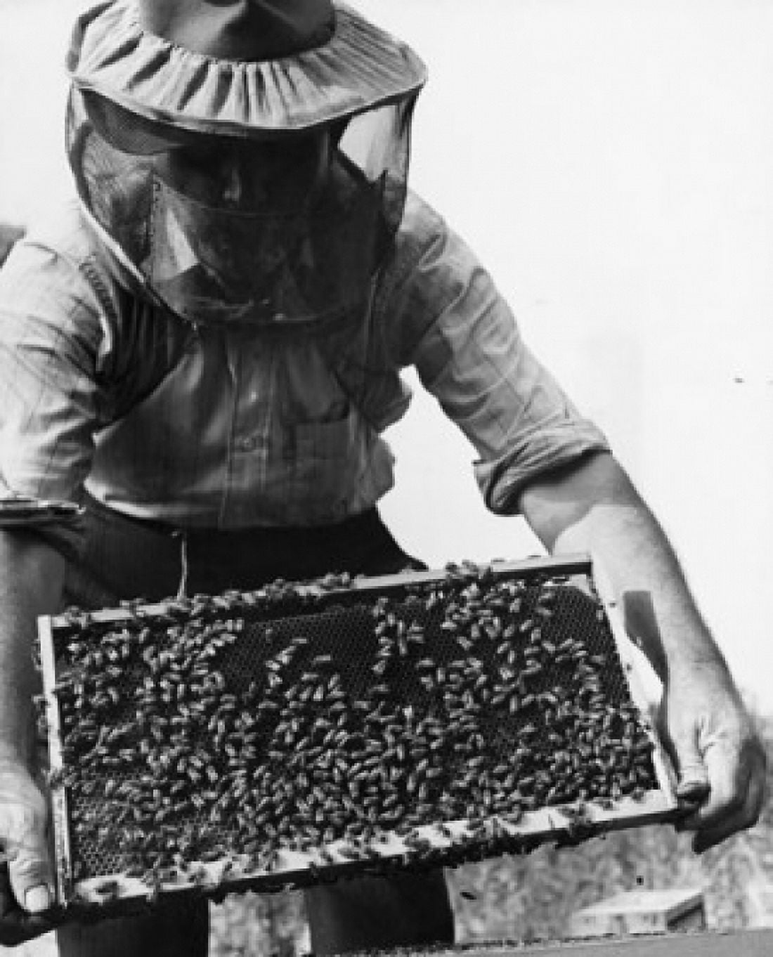 Posterazzi Beekeeper holding a beehive Canvas Art - (24 x 36)