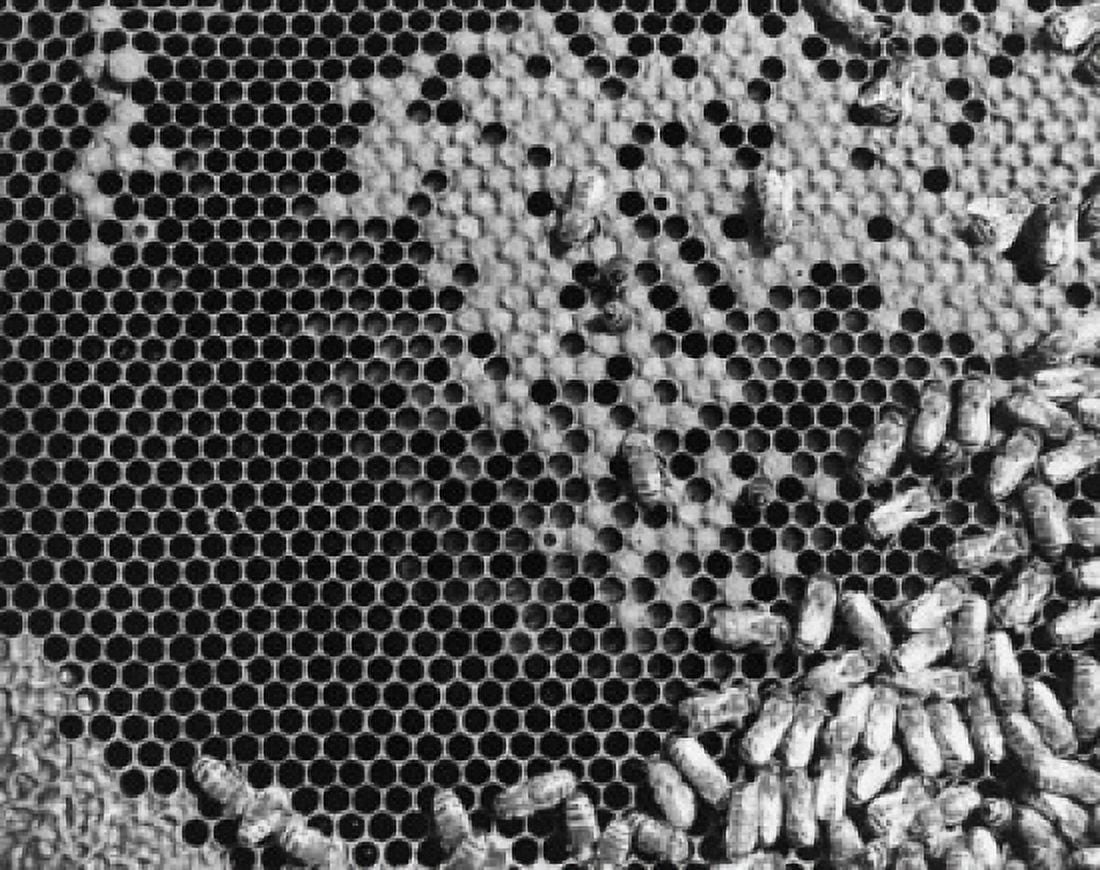 Posterazzi Bees on a honeycomb Canvas Art - (24 x 36)